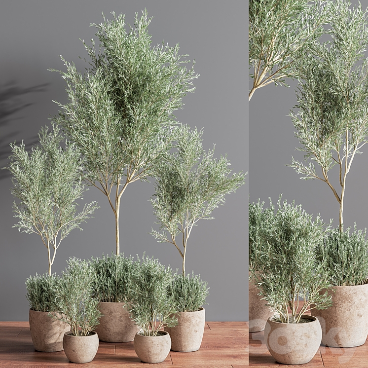 Indoor_Plant_olive_Set_07 3DS Max Model - thumbnail 2