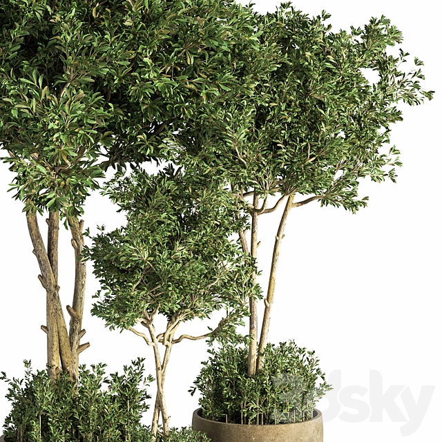 Indoor_Plant_Set_25 3DS Max Model - thumbnail 3