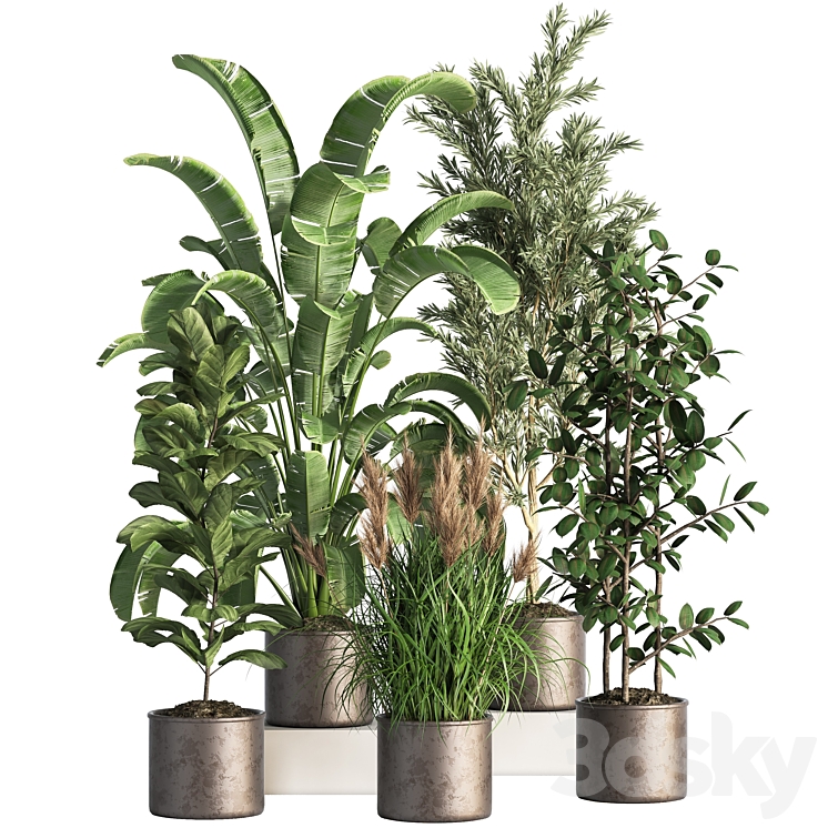 Indoor_Plant_Set_43 3DS Max - thumbnail 1