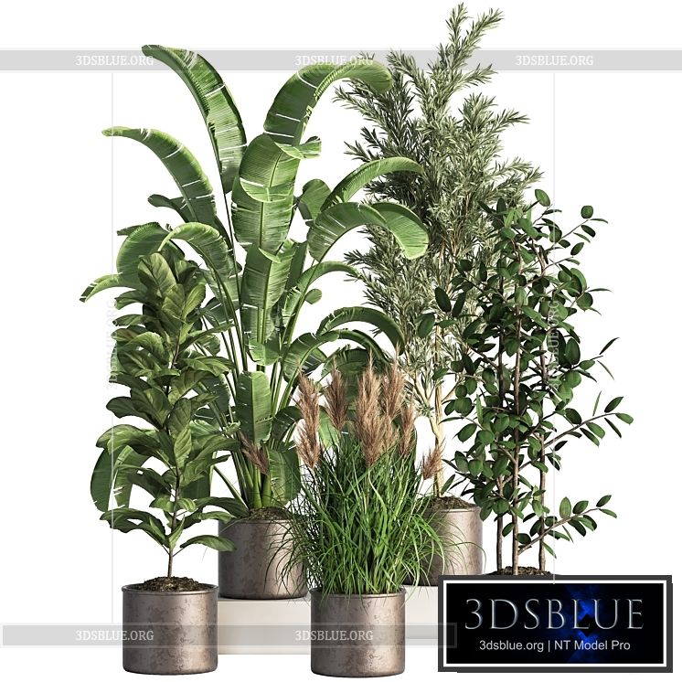 Indoor_Plant_Set_43 3DS Max - thumbnail 3