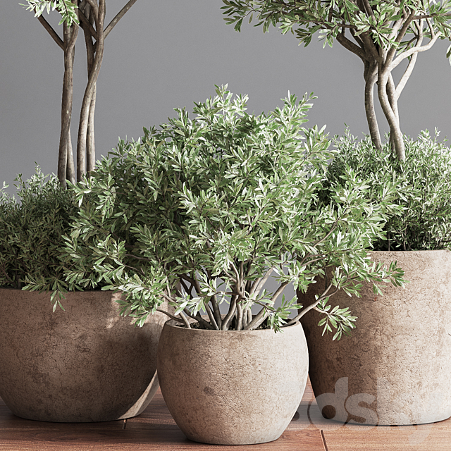 Indoor_Plant_Set_59 3DSMax File - thumbnail 5