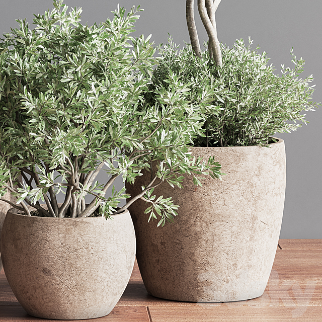 Indoor_Plant_Set_59 3DSMax File - thumbnail 6