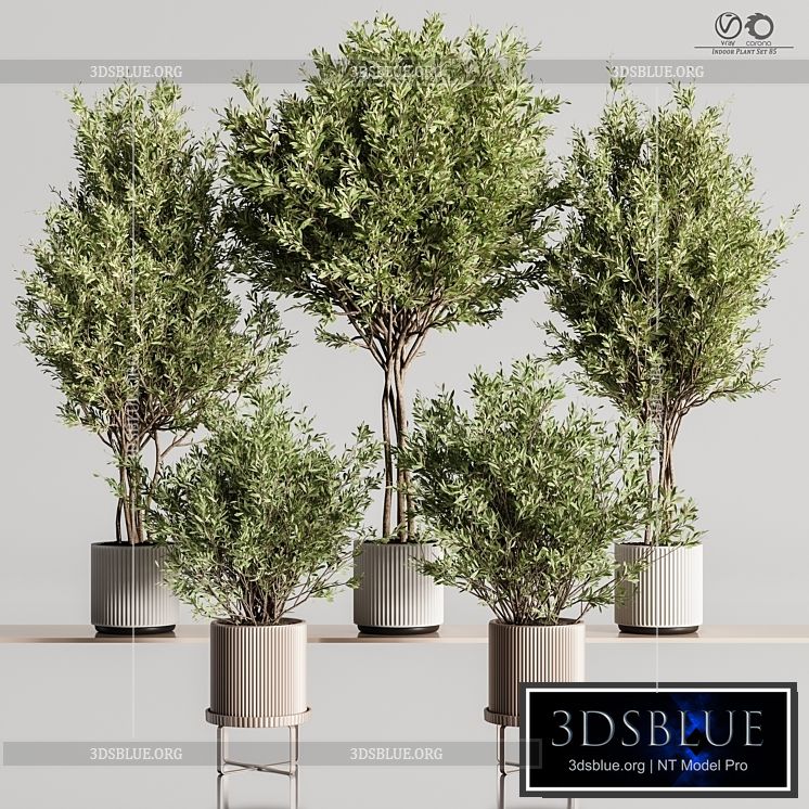 Indoor_Plant_Set_85 3DS Max - thumbnail 3