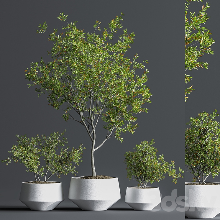 Indoor_Set_Plant_08 3DS Max Model - thumbnail 1