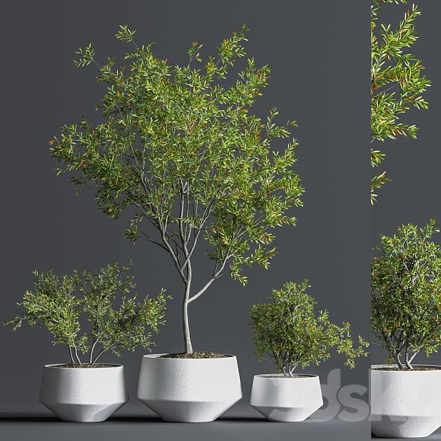 Indoor_Set_Plant_08 3DSMax File - thumbnail 1