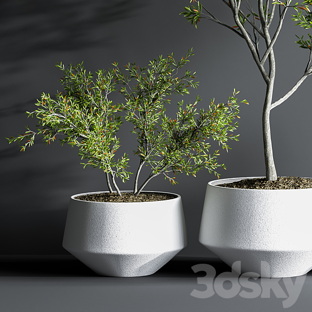 Indoor_Set_Plant_08 3DSMax File - thumbnail 4