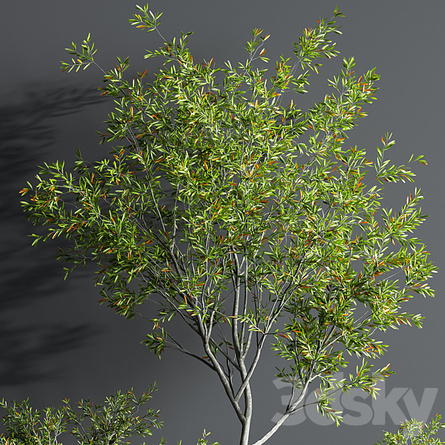 Indoor_Set_Plant_08 3DSMax File - thumbnail 5