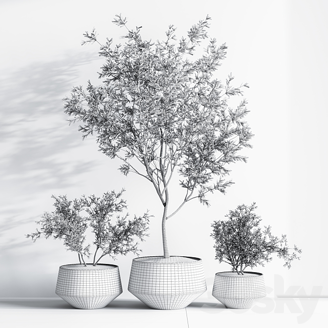 Indoor_Set_Plant_08 3DSMax File - thumbnail 7