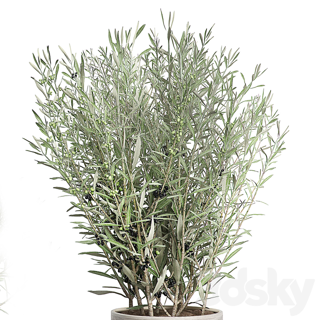 INTERIOR OLIVE TREE PACK 66 3DSMax File - thumbnail 2