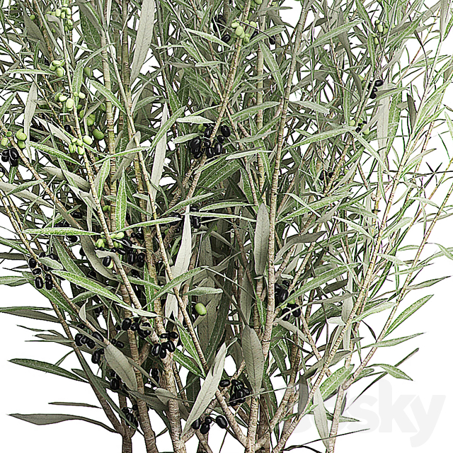 INTERIOR OLIVE TREE PACK 66 3DSMax File - thumbnail 4