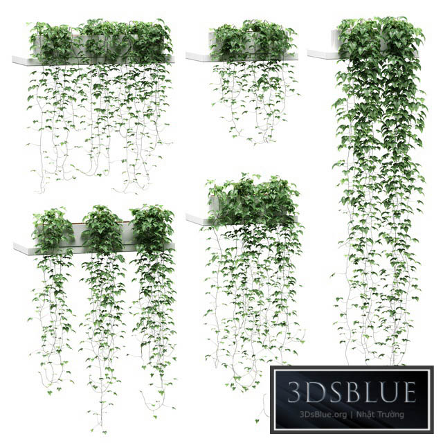 Ivy for shelves 3DS Max - thumbnail 3