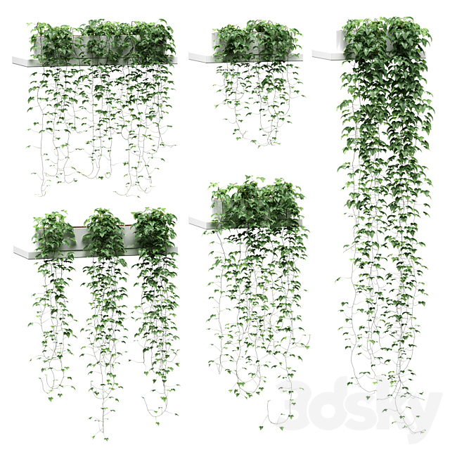 Ivy for shelves 3DSMax File - thumbnail 1