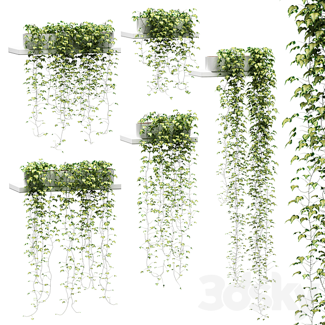 Ivy for shelves v2 3DSMax File - thumbnail 1