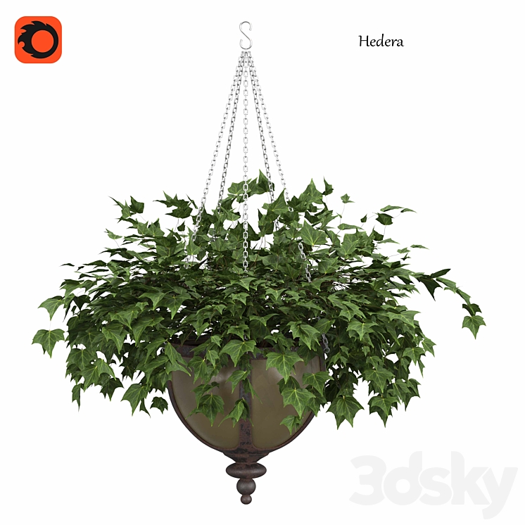 Ivy in a pot 3DS Max Model - thumbnail 1