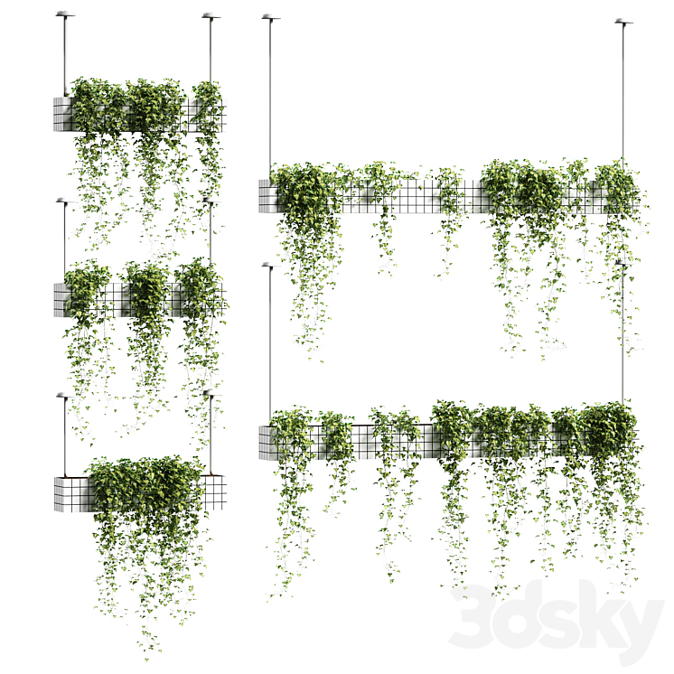 Ivy in hanging flower pots. 5 models 3DS Max - thumbnail 1