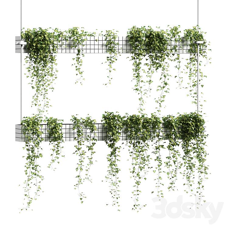 Ivy in hanging flower pots. 5 models 3DS Max - thumbnail 2