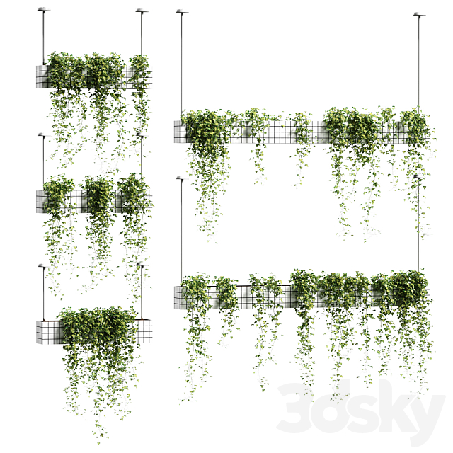 Ivy in hanging flower pots. 5 models 3DSMax File - thumbnail 1