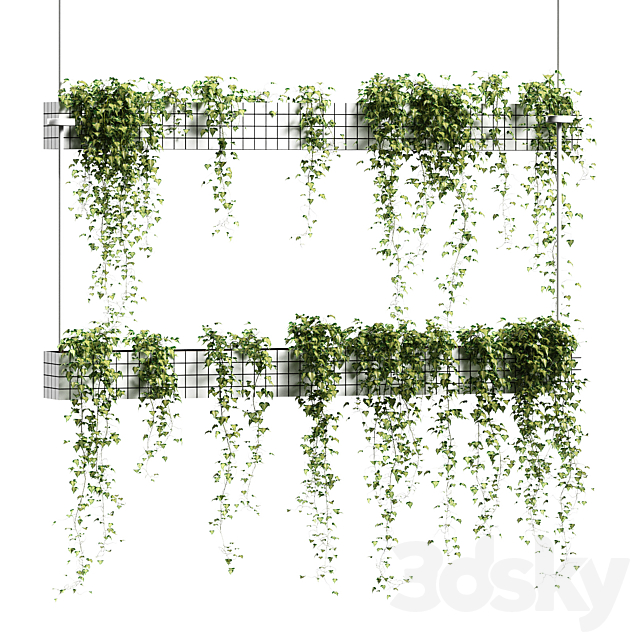 Ivy in hanging flower pots. 5 models 3DSMax File - thumbnail 2