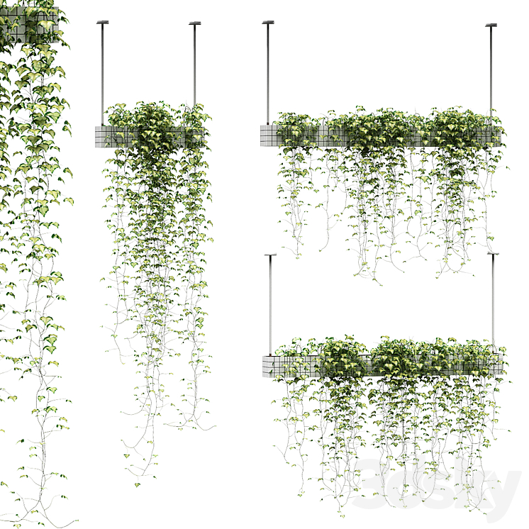 Ivy in hanging pots. 3 models 3DS Max - thumbnail 1