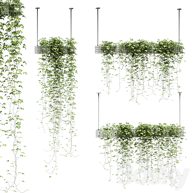 Ivy in hanging pots. 3 models 3DSMax File - thumbnail 1