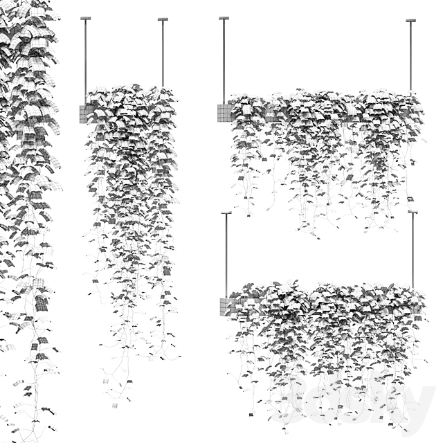Ivy in hanging pots. 3 models 3DSMax File - thumbnail 2