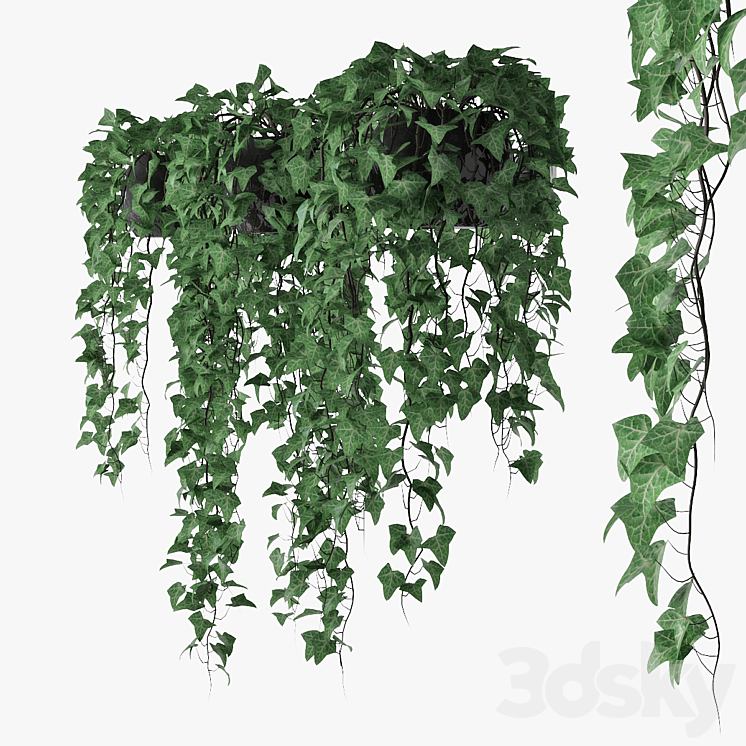 Ivy in pot 09 3DS Max - thumbnail 2