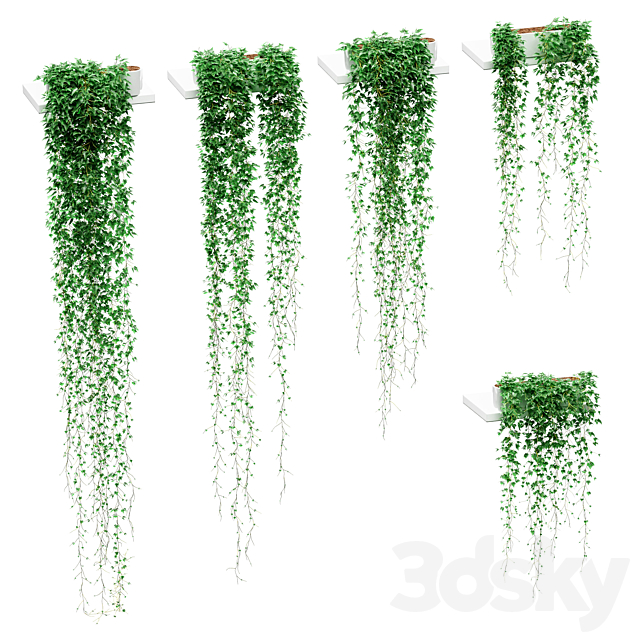 Ivy in pots on the shelves. 5 models 3DSMax File - thumbnail 1