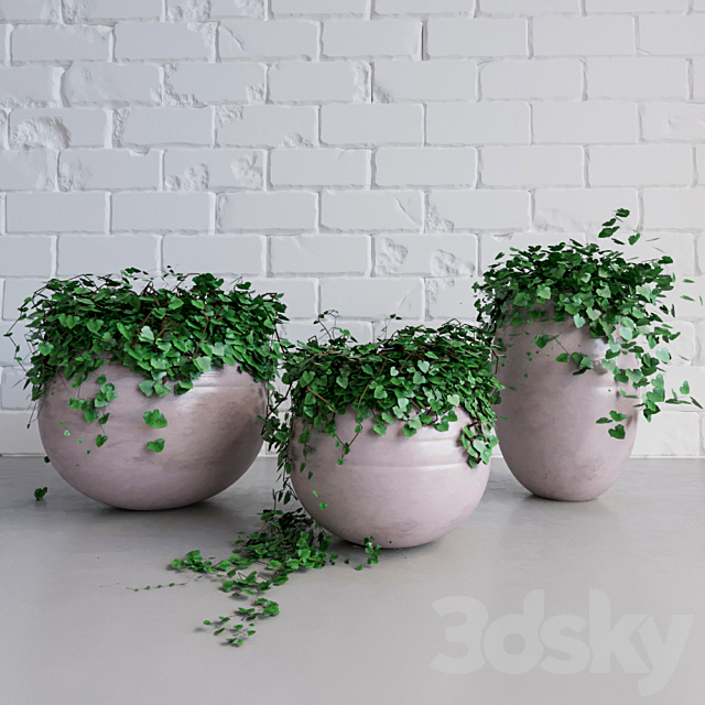 Ivy_Pots 3DSMax File - thumbnail 1