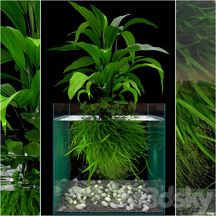 JC Seaweed Aquarium 3DS Max - thumbnail 1