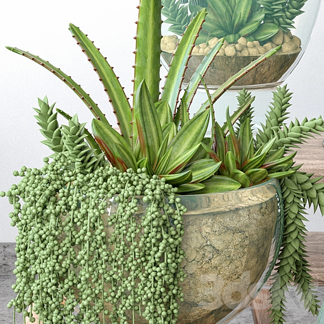 JC Small Garden in Glass Bowls 3ds Max - thumbnail 2