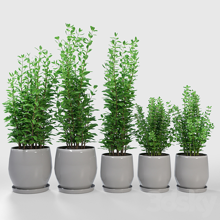 Kitchen Plant – Campana Gray Planters 3DS Max - thumbnail 1