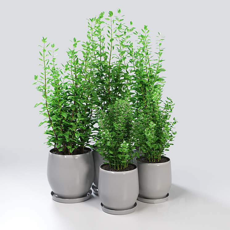 Kitchen Plant – Campana Gray Planters 3DS Max - thumbnail 2