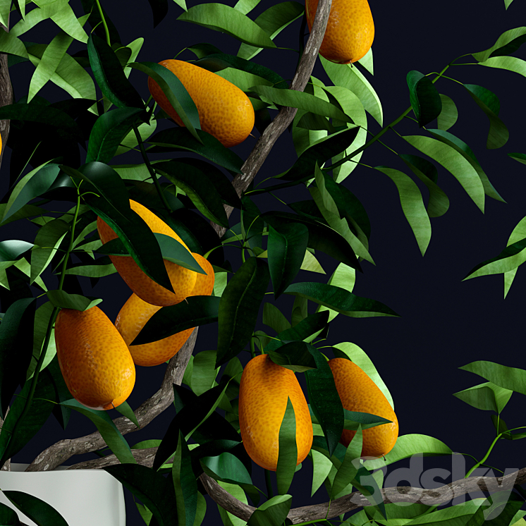 Kumquat and plums 3DS Max - thumbnail 2