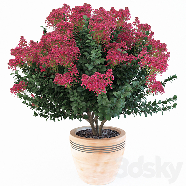 Lagerstroemia indica 3DSMax File - thumbnail 1