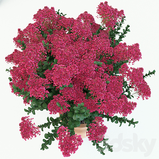 Lagerstroemia indica 3DSMax File - thumbnail 2