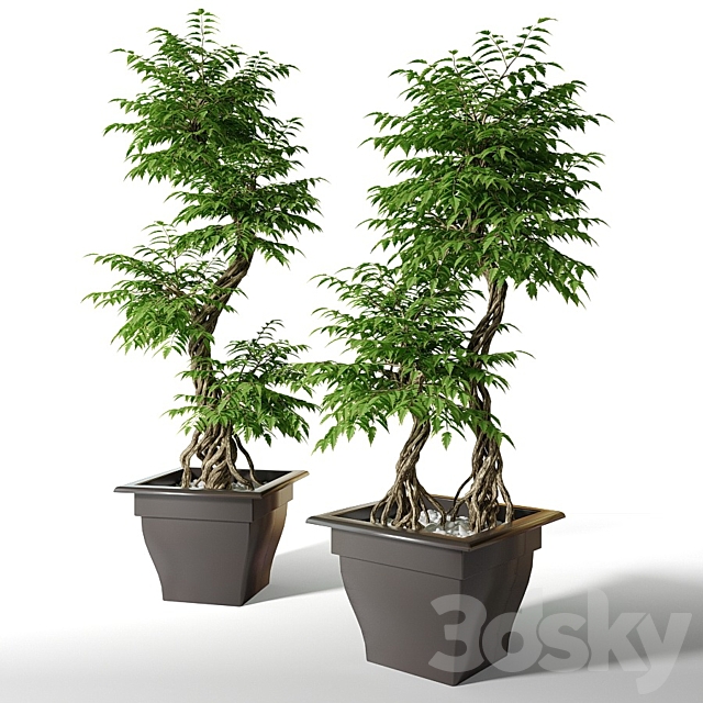 Large artificial tree Fruticosa 3DSMax File - thumbnail 1