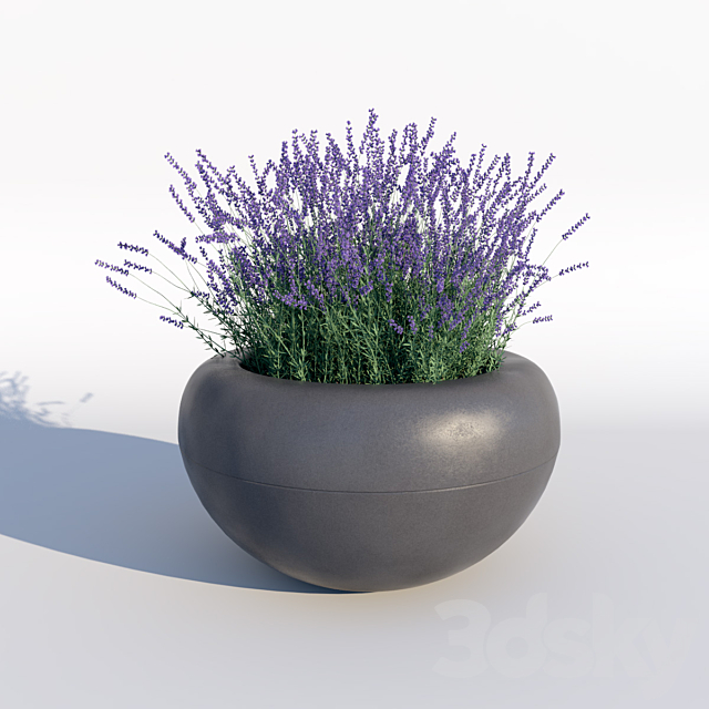 Lavender 3DSMax File - thumbnail 1