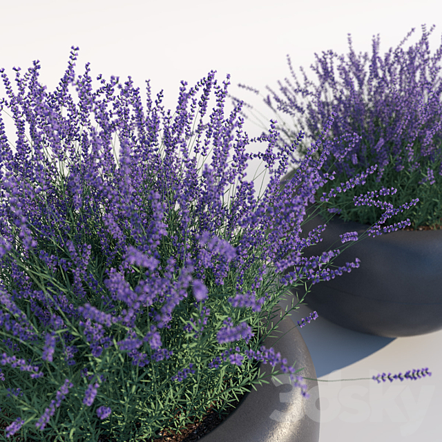 Lavender 3DSMax File - thumbnail 2