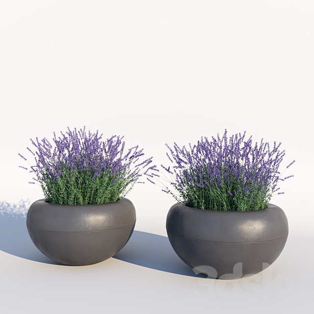 Lavender 3DSMax File - thumbnail 3