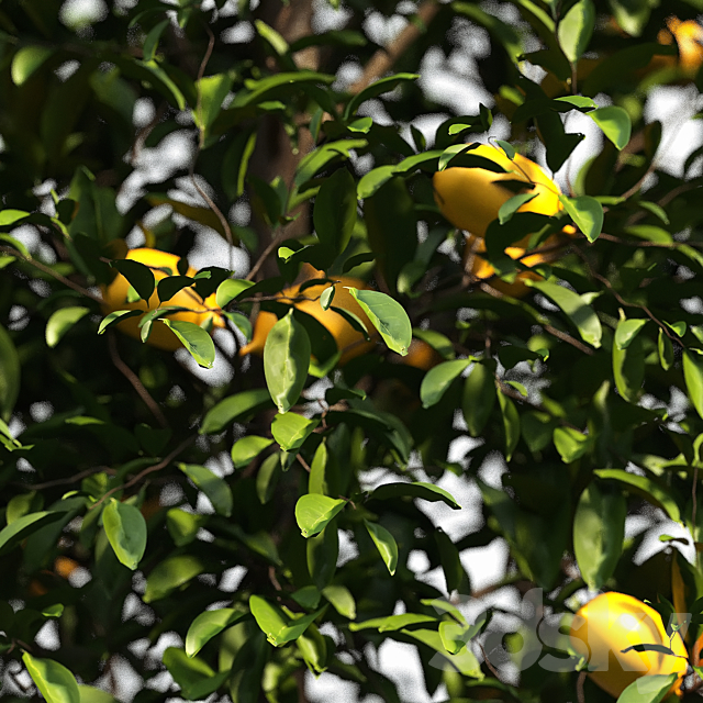 lemon bushes 3DS Max Model - thumbnail 2