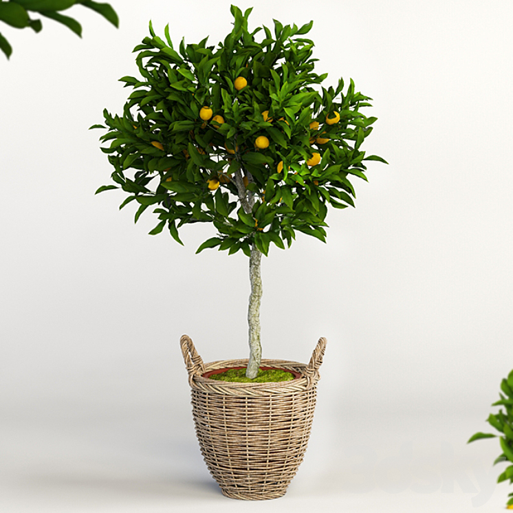 Lemon Tree 3DS Max - thumbnail 1