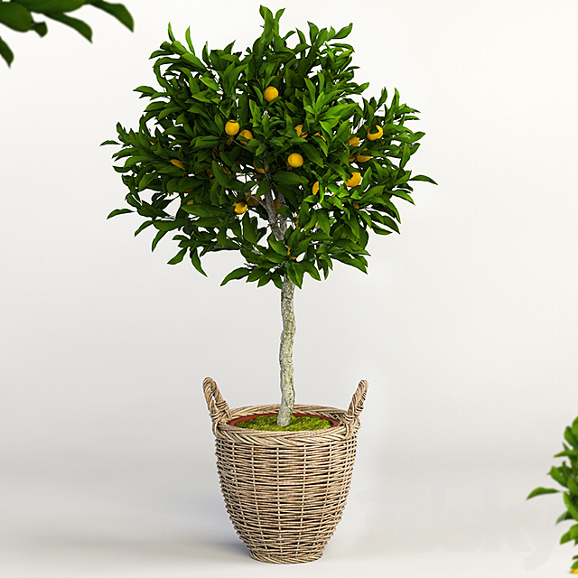 Lemon Tree 3DSMax File - thumbnail 1