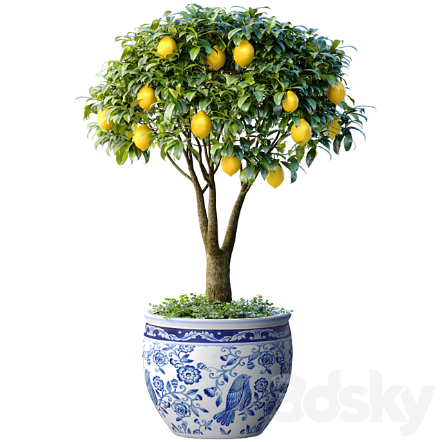 Lemon Tree in a potted flowerpot. Ornamental Citrus Indoor plant 3ds Max - thumbnail 1