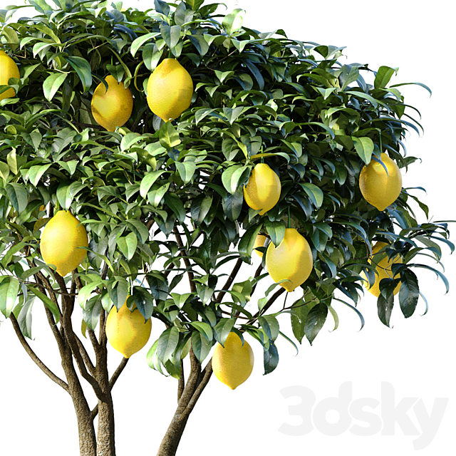 Lemon Tree in a potted flowerpot. Ornamental Citrus Indoor plant 3ds Max - thumbnail 2