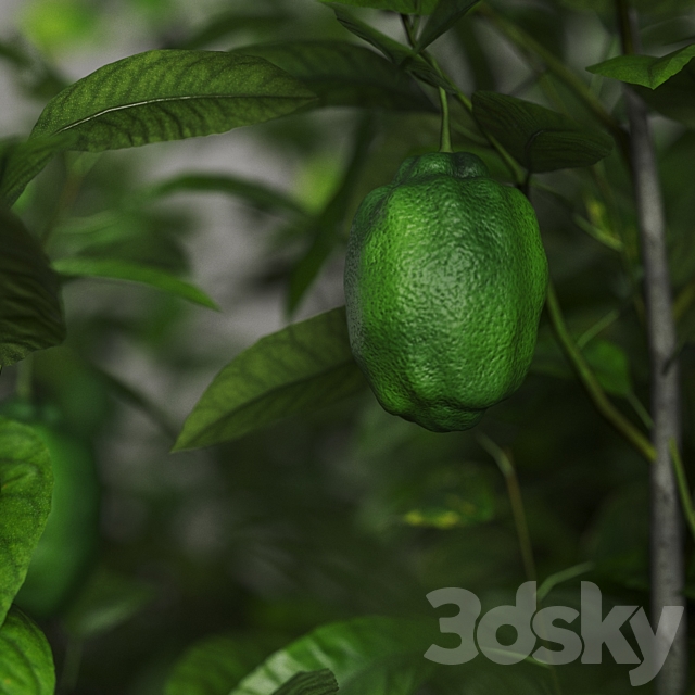 Lemons in clay pots 3DSMax File - thumbnail 4