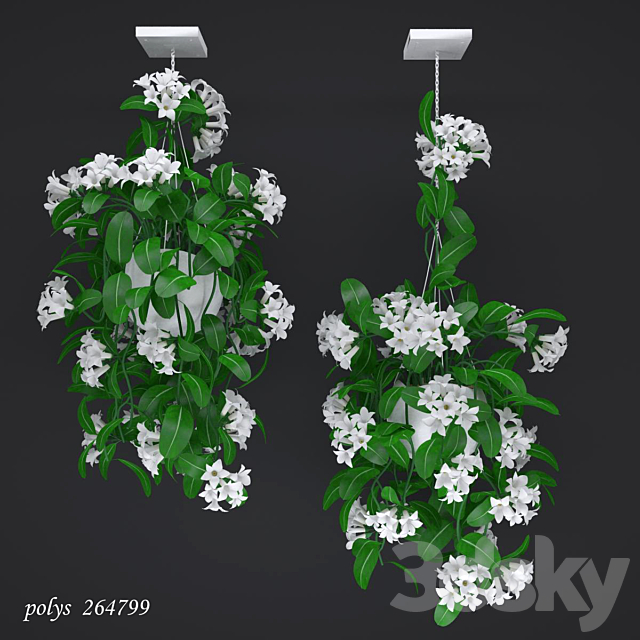 Liana abundantly flowering stephanotis 3DSMax File - thumbnail 1