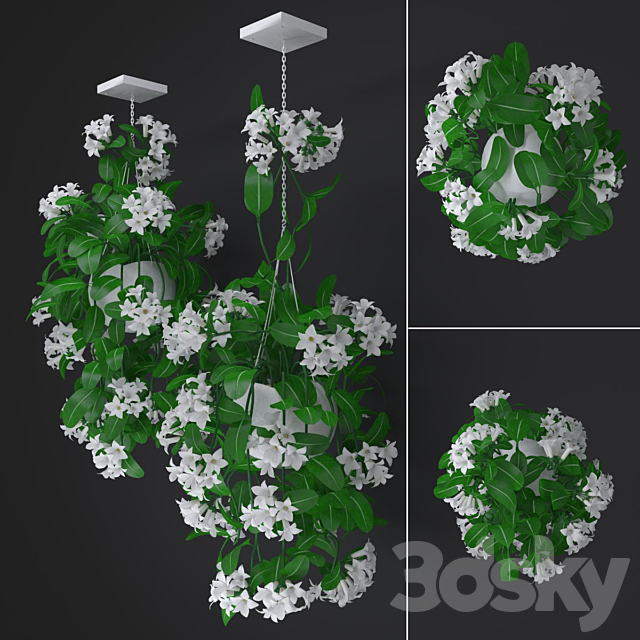 Liana abundantly flowering stephanotis 3DSMax File - thumbnail 2