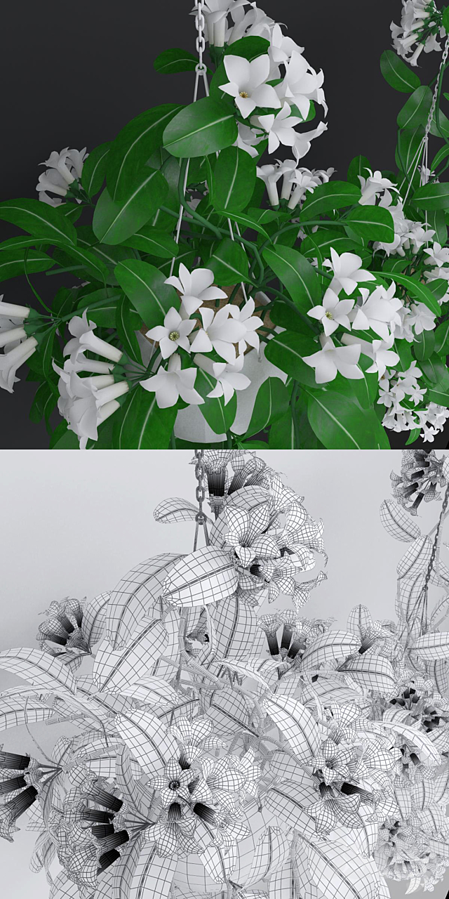 Liana abundantly flowering stephanotis 3DSMax File - thumbnail 3