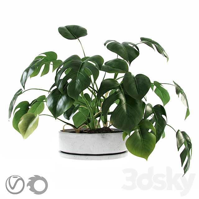 Liana Monstera 3DSMax File - thumbnail 1