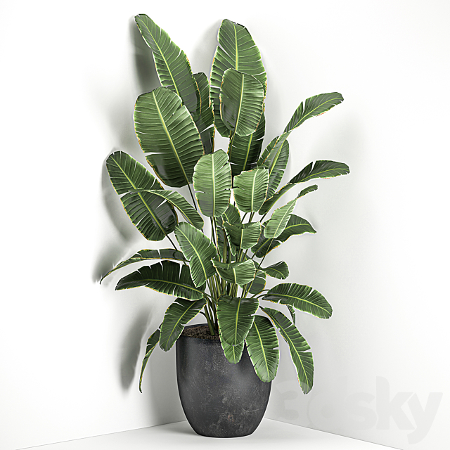 Lush beautiful banana corner palm in a black pot with strelitzia ravenala. Set 685. 3DS Max Model - thumbnail 2